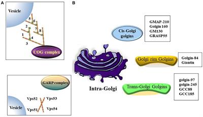 Golgi Apparatus: A Potential Therapeutic Target for Autophagy-Associated Neurological Diseases